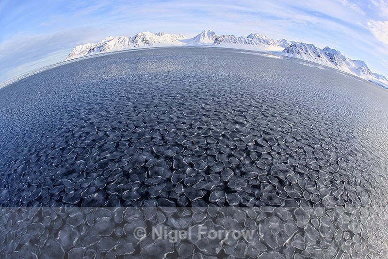 Arctic pancake ice, Svalbard, Norway - Svalbard, Norway