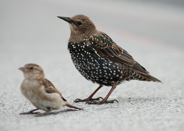 Starling - Wildlife