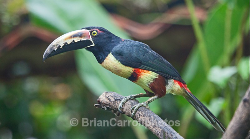 IMG_4813 Collared Aracari Toucan, Costa Rica - Costa Rican Wildlife