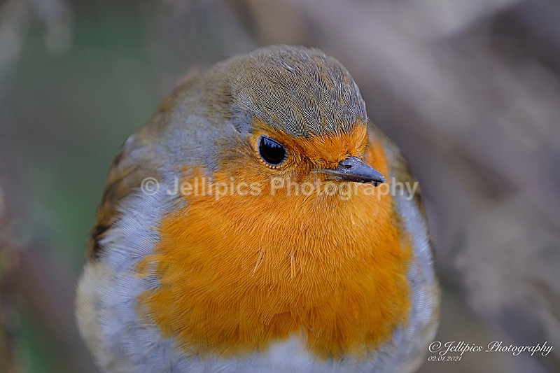  - Wildlife and Nature