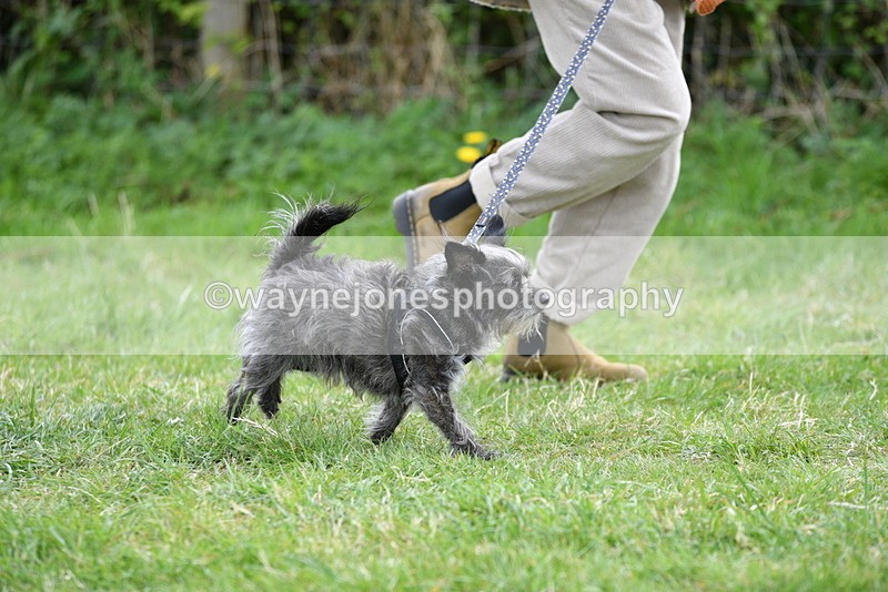 WJ5_9214 - Class 1 Best Cross Breed / Heniz 57