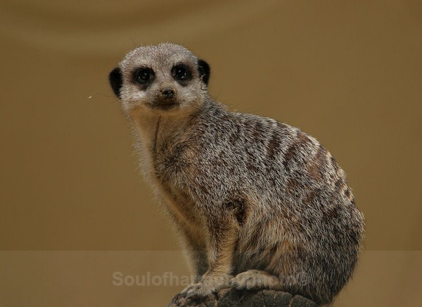 Meerkat - Captured Wild life/Domestic/ livestock Animals