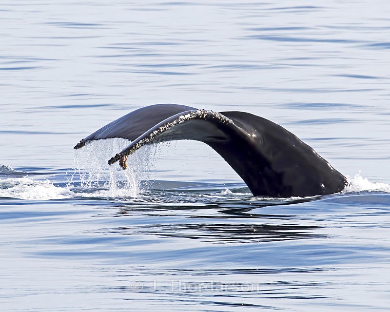  - Humpback Whale Flukes