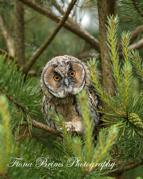 Wow June PD-24 - Birds of Prey