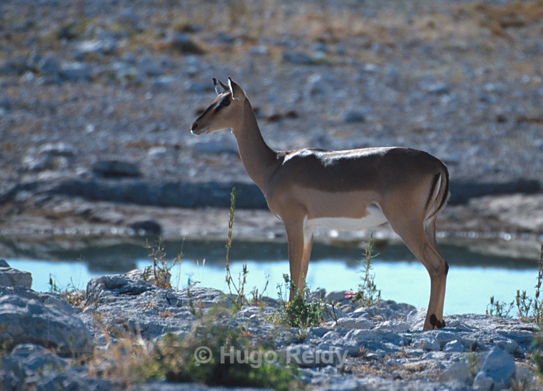  - Animals in the Wild