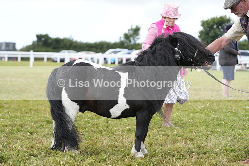 DSC06936 - Class 60: Coloured Pony 4yrs & over