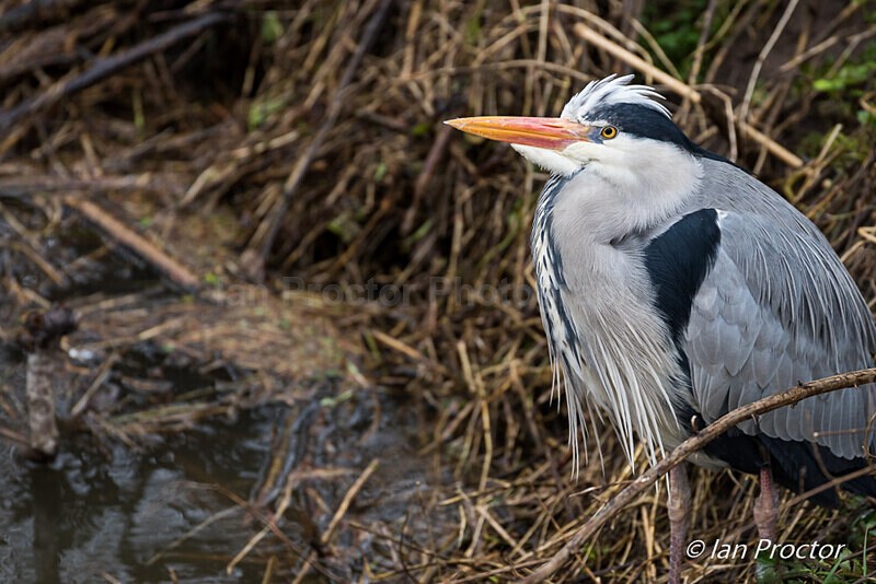 Grey Heron (Ardea cinerea) on the Lagan Riverbank - Nature