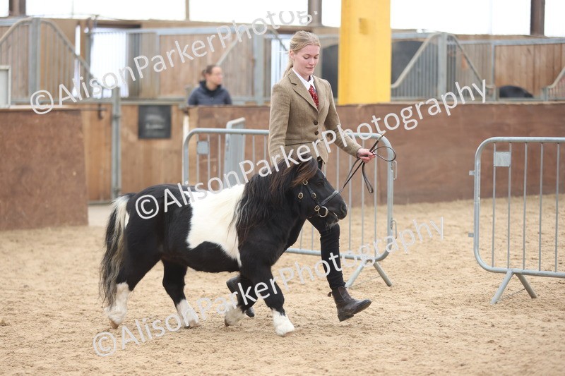 20251109-0273 - Class 12 - Stallions 4 Years and Over