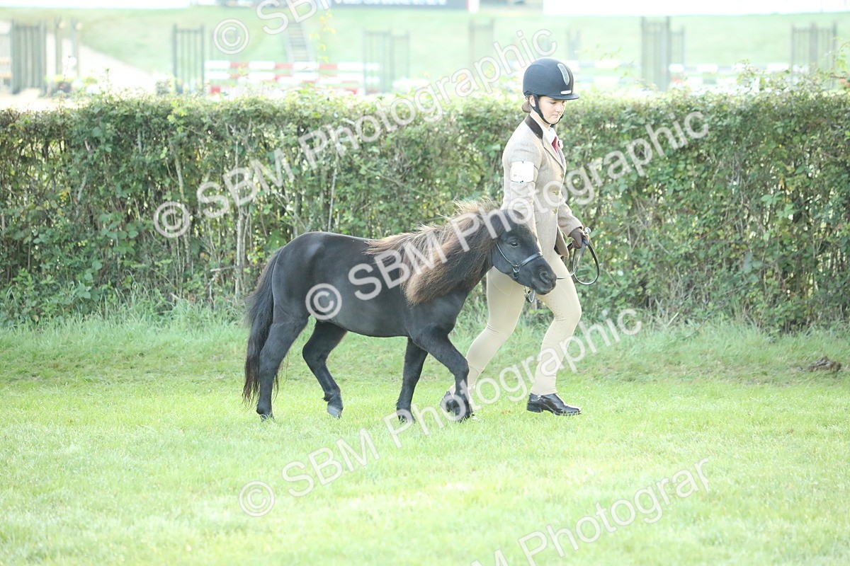 SBM_57814 - S42 - Youngstock