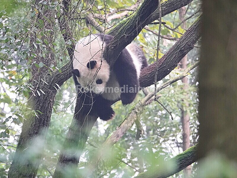 CHINA__0045 - China 2019