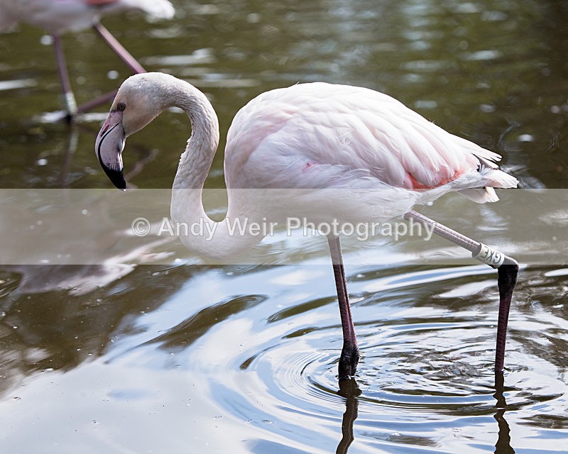 20140419-3K8A0328 - Captive Birds