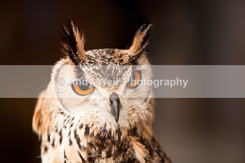 20120121-_MG_8751 - Eagle Owl