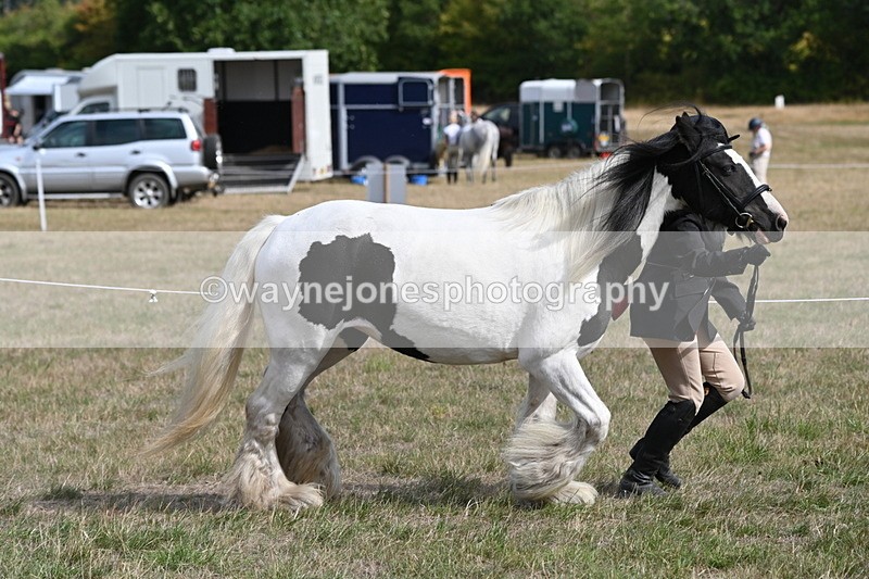 WJ6_6471 - Class 20 In-hand Cob