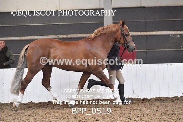 BPP_0519 - RING 1