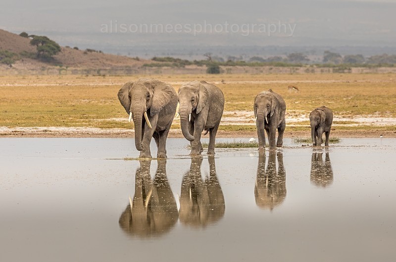  - African Safaris