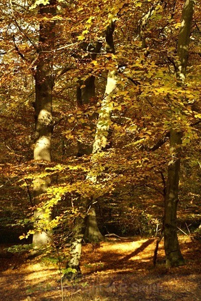 Burnham Beeches - LANDSCAPES & TREES
