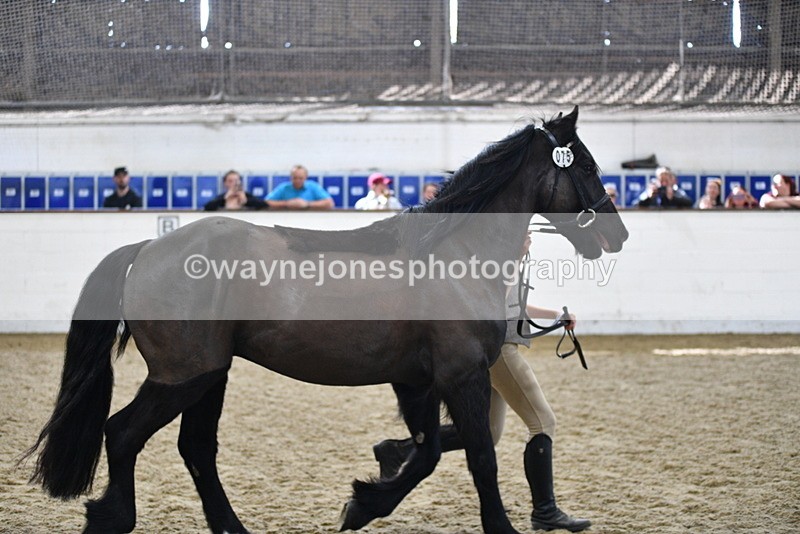 WJ5_4573 - Class 3 Part Bred In hand