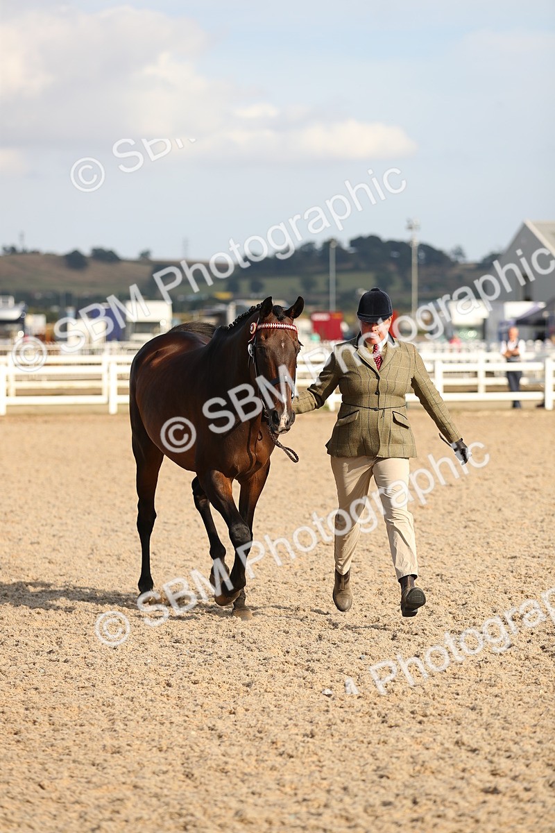 SBM_08667 - Class 28 - IH Veteran Horse