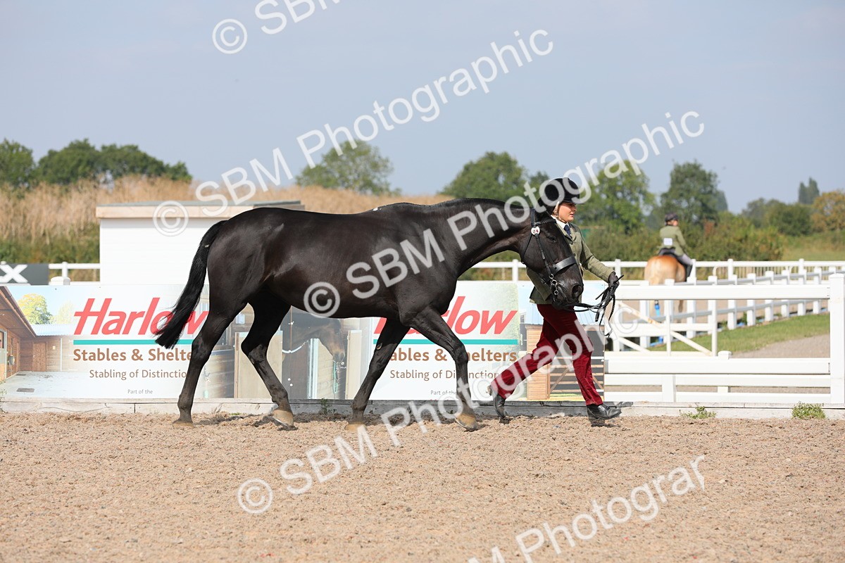 SBM_15717 - Class 312 IH Competition Horse/Pony