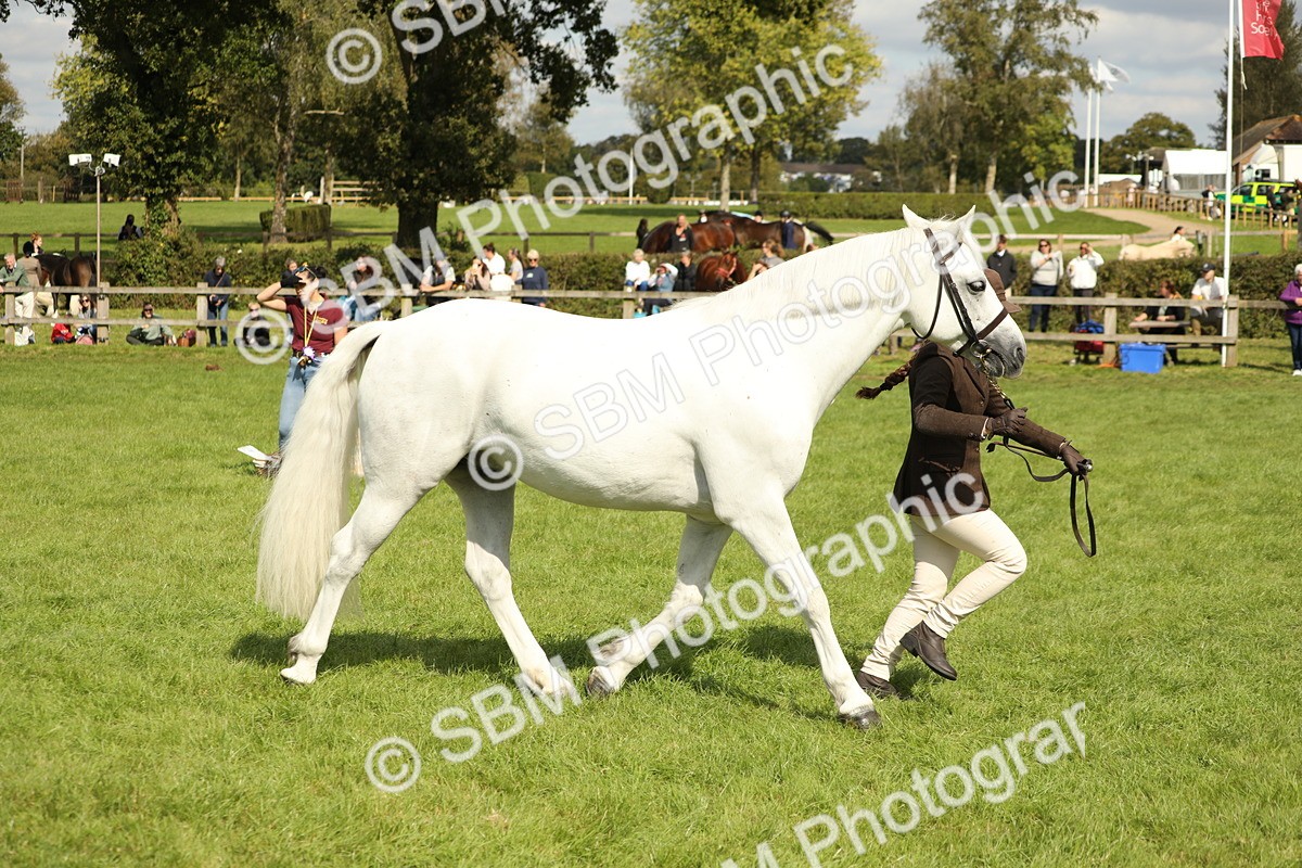 SBM_65445 - S47 - Mountain & Moorland In Hand Large Breeds