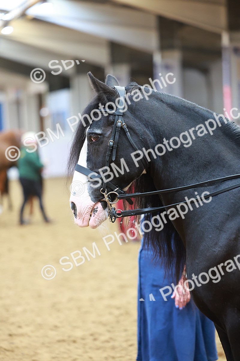 SBM_09727 - Class 102 - HOYS Veteran Qualifier - Ridden Veteran