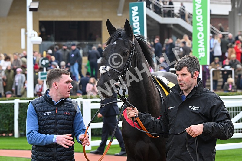 161124-Race 1-Paddock-Irisante-9156 - Race 1