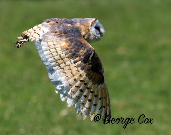 Barn Owl in flight
