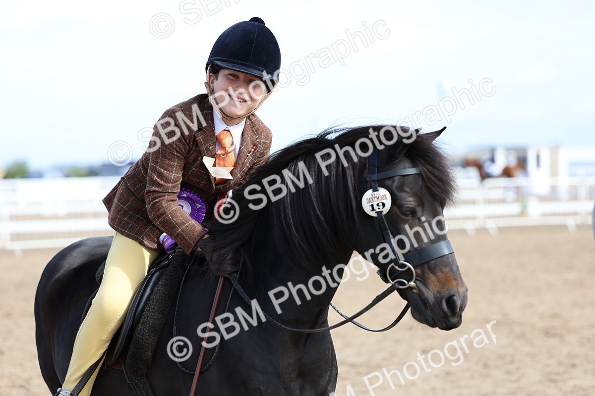 SBM_01926 - Class 18 - Handsomest Gelding - IH or Ridden