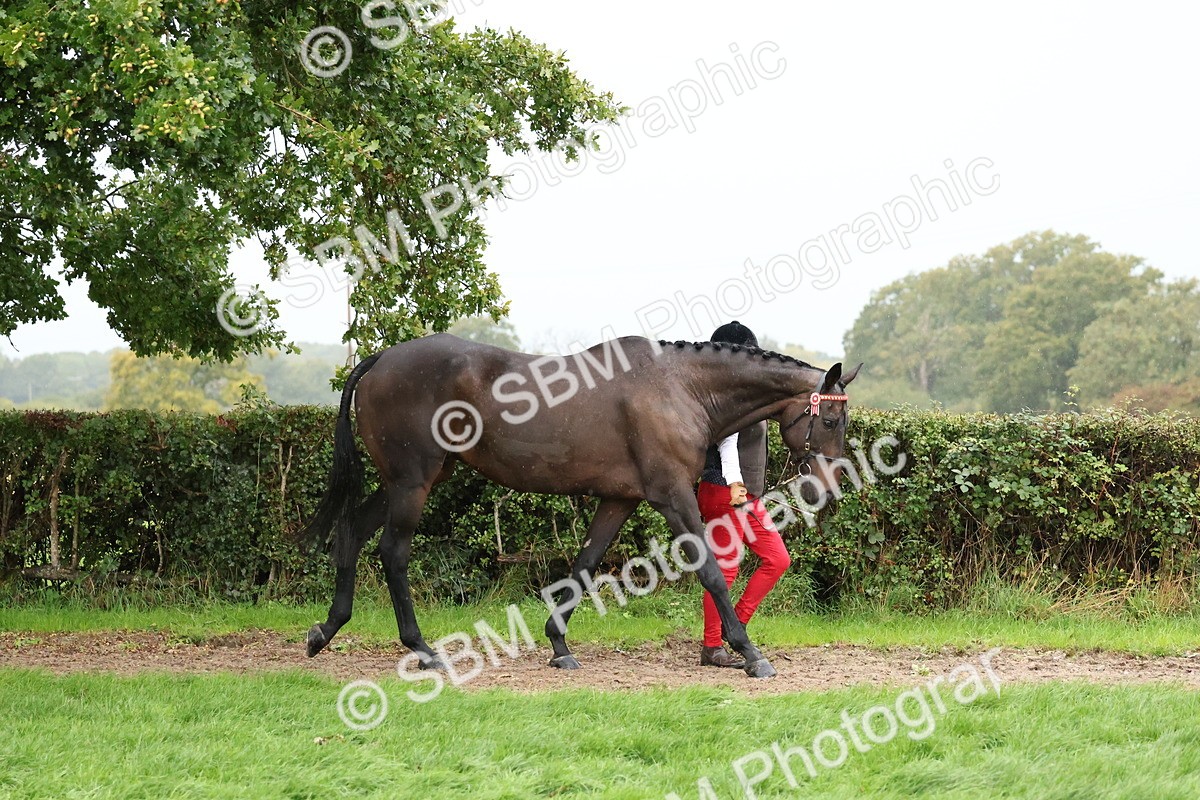 SBM_35254 - S10 - Best In Hand Horse & Pony