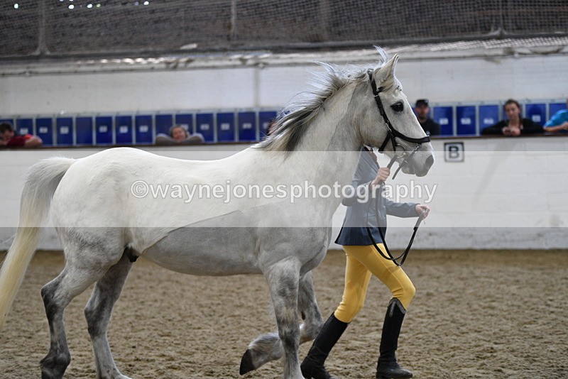 WJ5_4556 - Class 3 Part Bred In hand