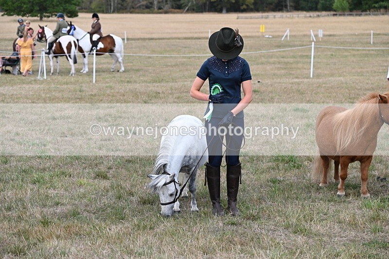 WJ6_7153 - Class 21 Shetland & Mini Horses