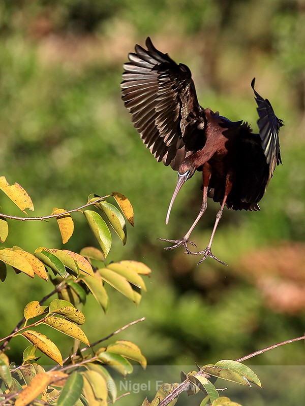 Glossy Ibis about to land, Wakodahatchee Wetlands, Florida - Glossy Ibis