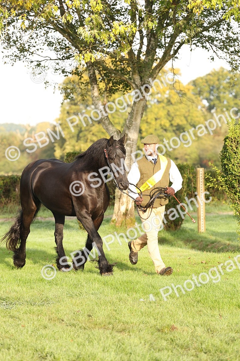 SBM_54462 - S51 - Foreign Breeds In Hand
