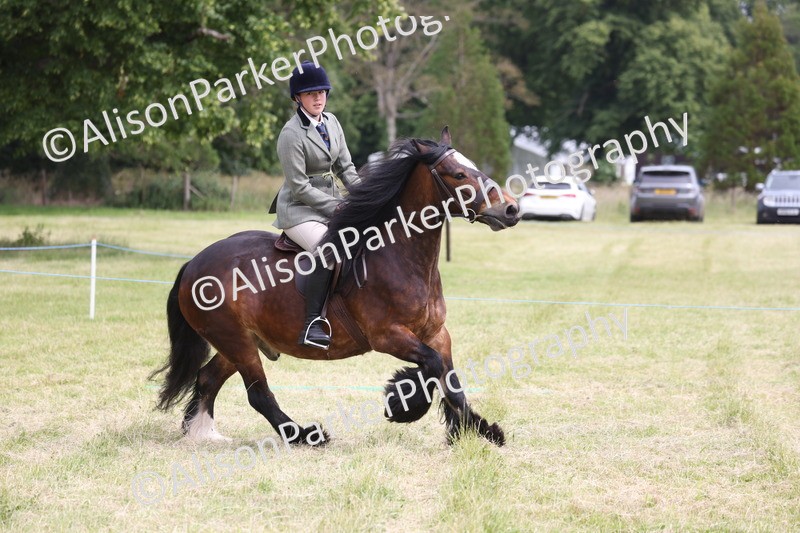 20260614-2943 - Class 22 - Open Working Hunter