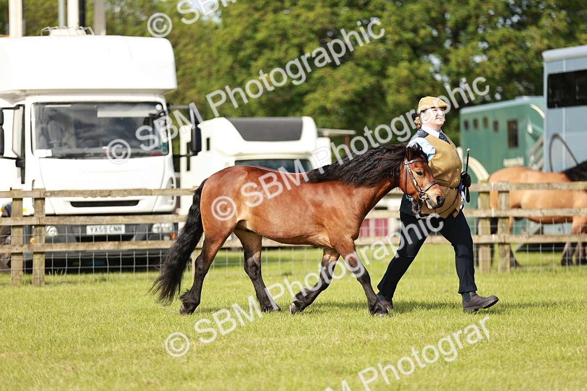 SBM_00616 - Class 14-23 - Mountain & Moorland In Hand Non Welsh