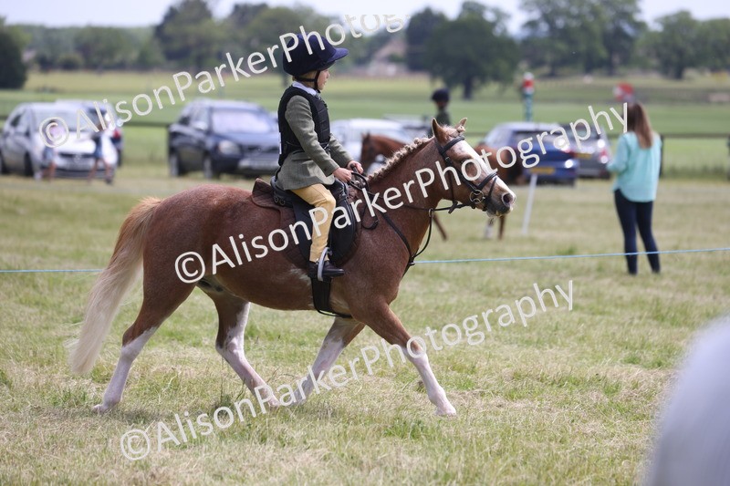 20260614-2055 - Class 21 - Novice Working Hunter Pony
