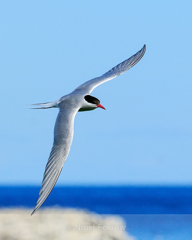 Arctic Tern banking in flight, Farne Islands - Arctic Tern