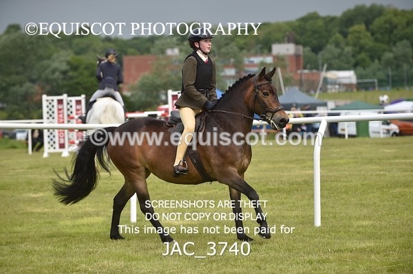 JAC_3740 - 75CM WORKING HUNTER