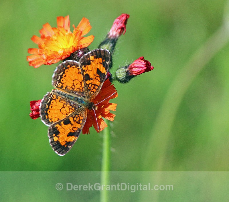 Phyciodes cocyta - Butterflies & Moths of Atlantic Canada