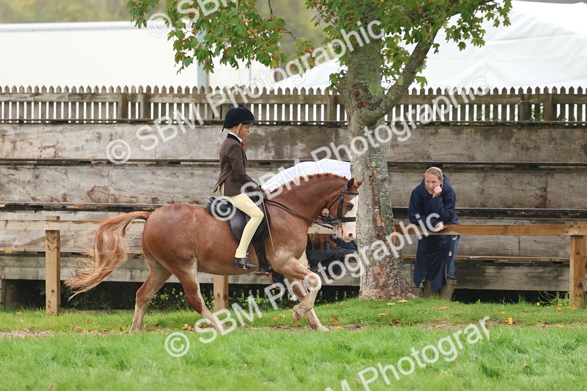 SBM_73074 - S63 Show Pony & Show Hunter Pony Ridden