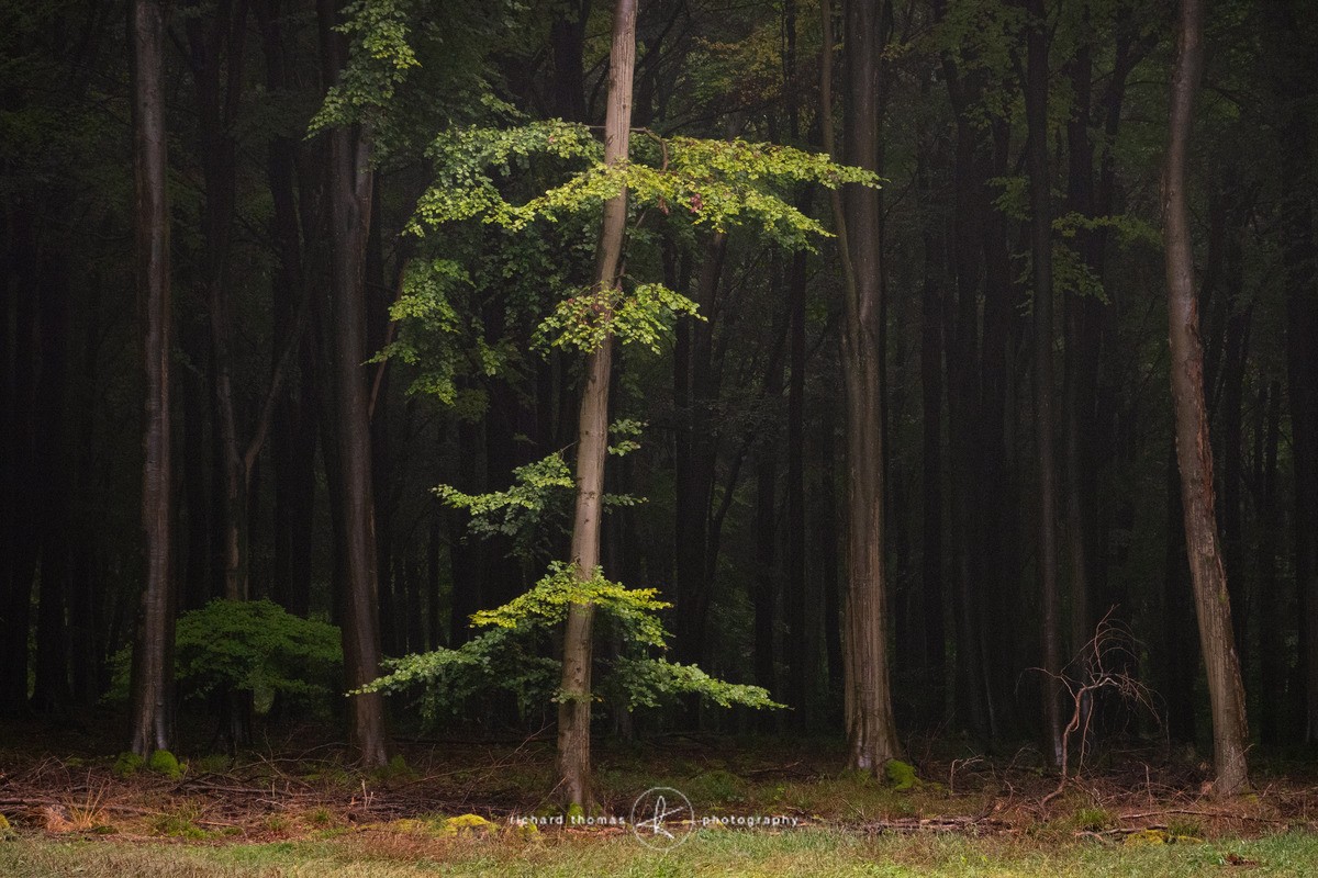 Breakout - Woodland
