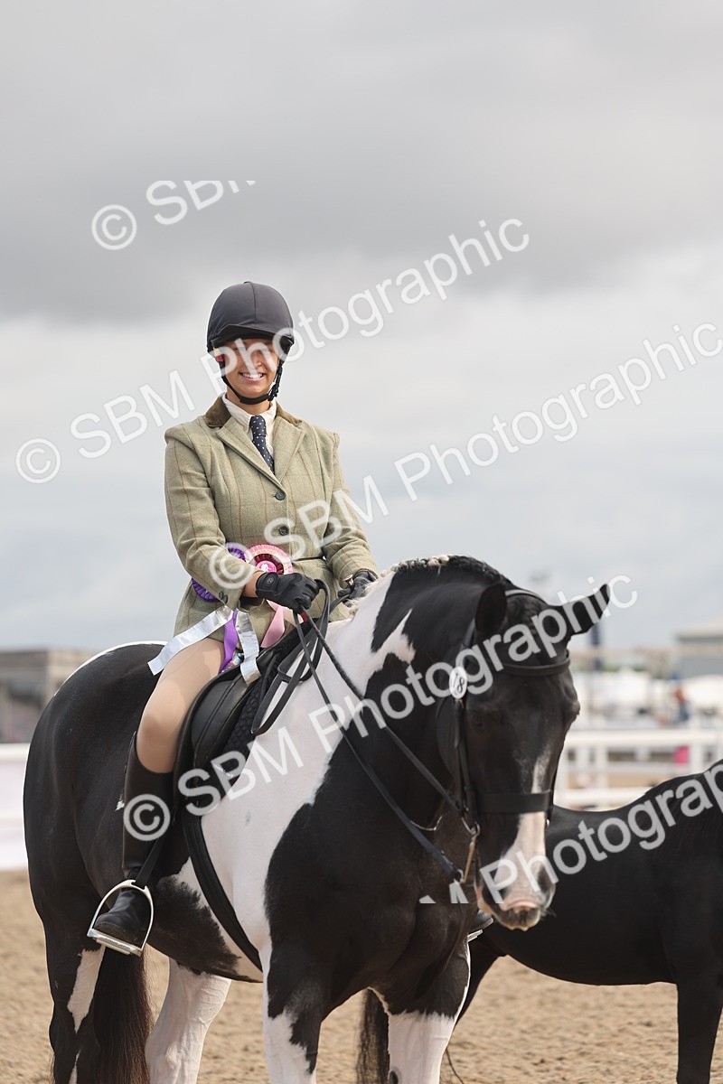 SBM_04518 - Class 18 - Handsomest Gelding (IH or Ridden)
