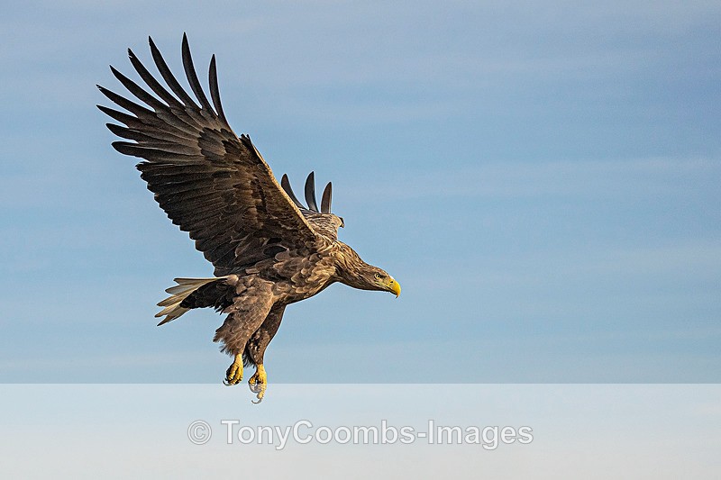 White-tailed Eagle - Eagle Hides