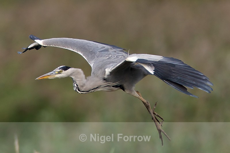 Grey Heron on landing approach - Grey Heron