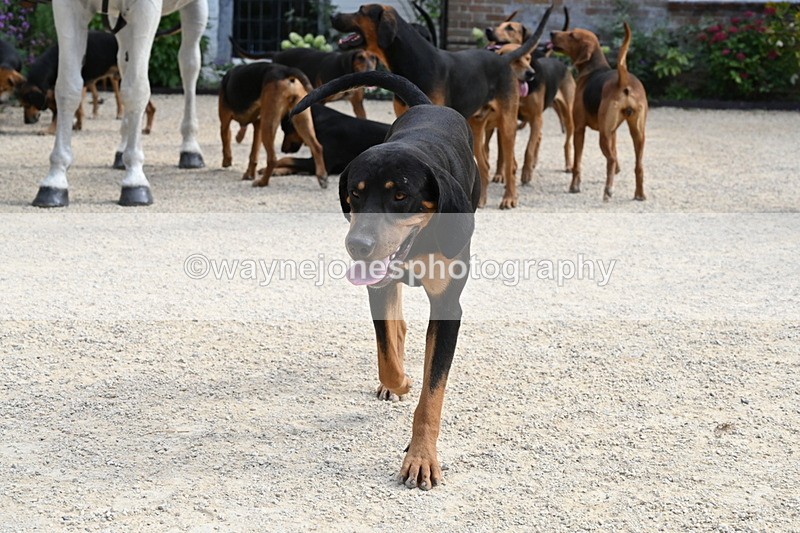 WJ6_3895 - Berks & Bucks - The Old farmhouse - Hound Exercise 20-08-25