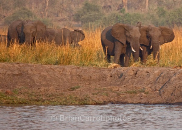 Chobe National Park Botswana - African Safari Tour 09 Zambia, Botswana,Namibia & South Africa