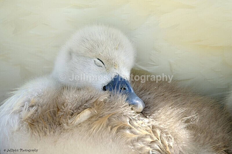  - Wildlife and Nature