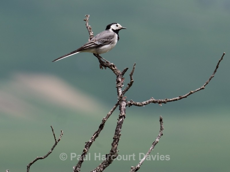 Continental white wagtail (Motacilla alba) - Insects, Spiders and other Animals