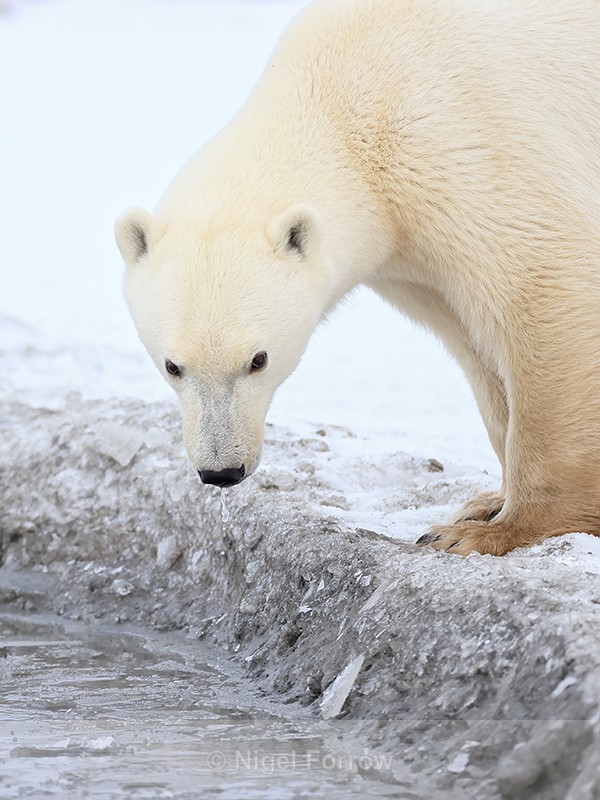 Polar Bear dripping water from nose after drinking, Churchill - Polar Bear
