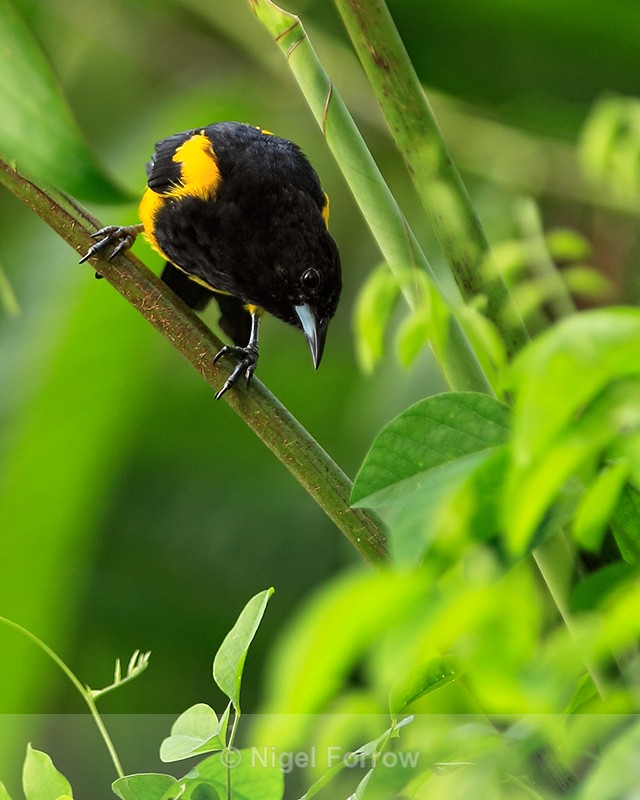 Black-cowled Oriole, Costa Rica - Black-cowled Oriole